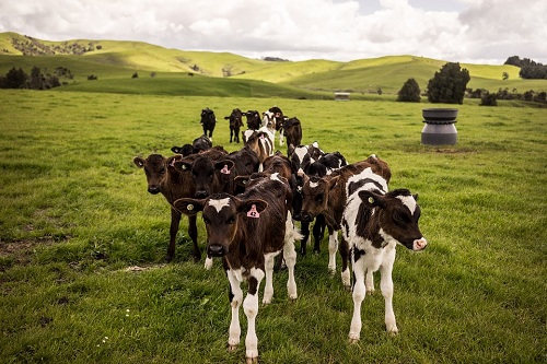 Dairy Farm in New Zealand