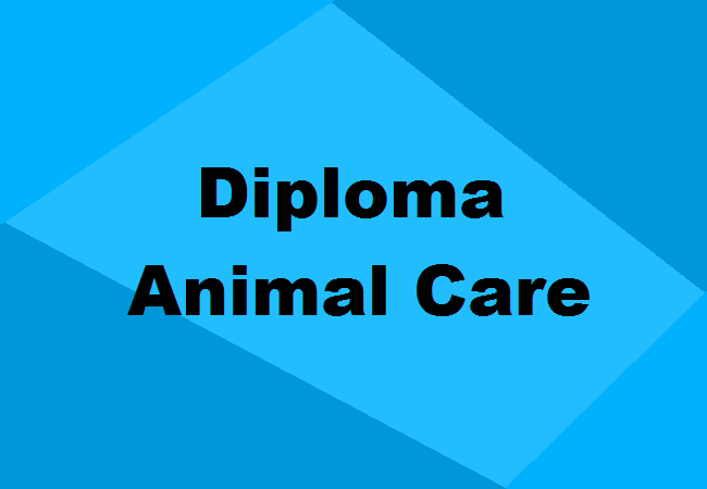Diploma in Animal Care